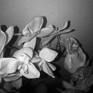 Meet your Posher, Millie